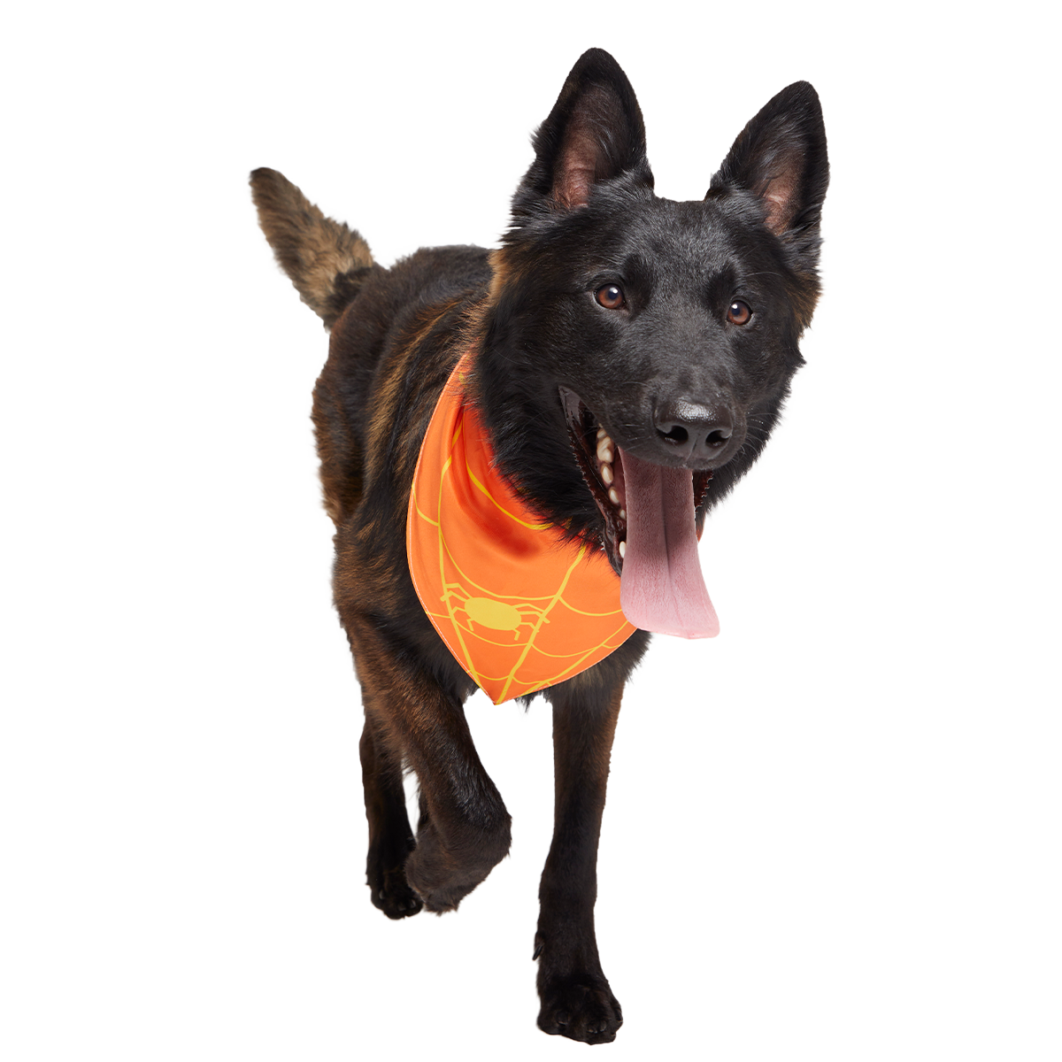 Candy Corn Dog Bandana