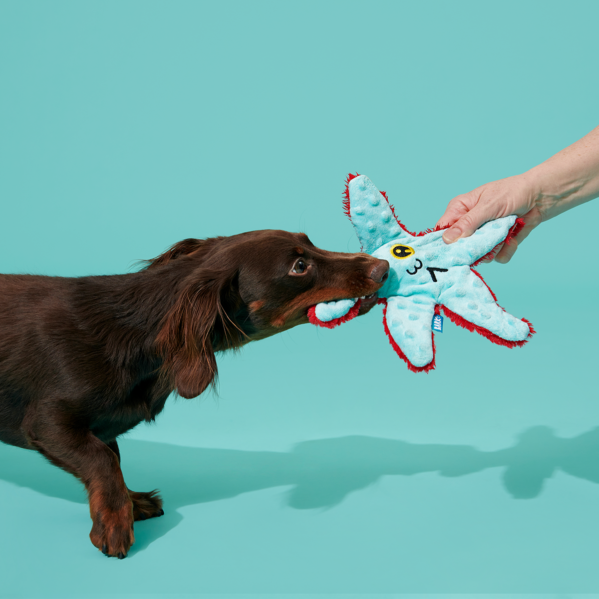 Carl Starfish Plush Tug Dog Toy