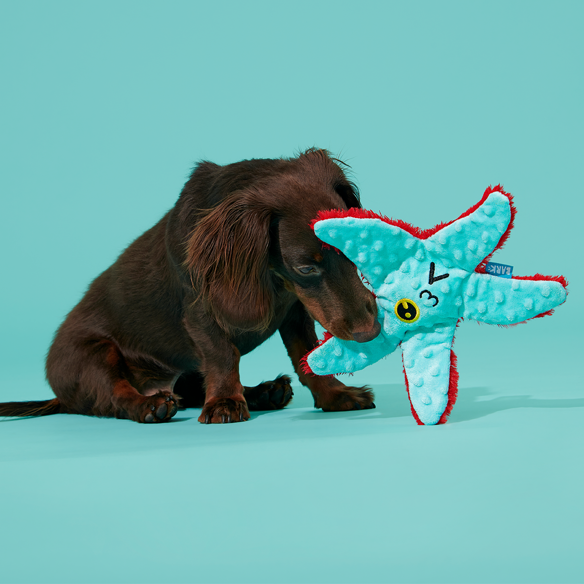 Carl Starfish Plush Tug Dog Toy
