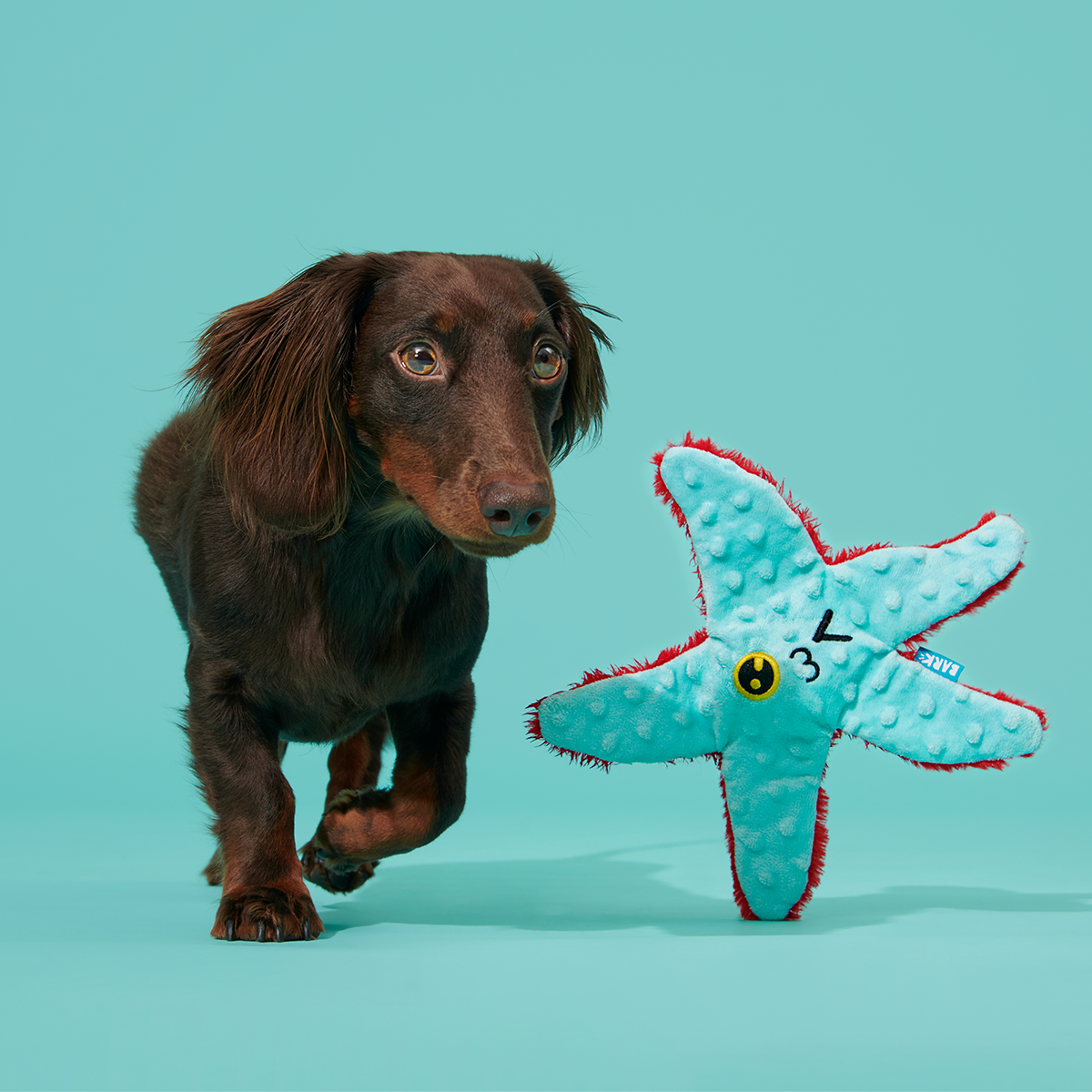 Carl Starfish Plush Tug Dog Toy