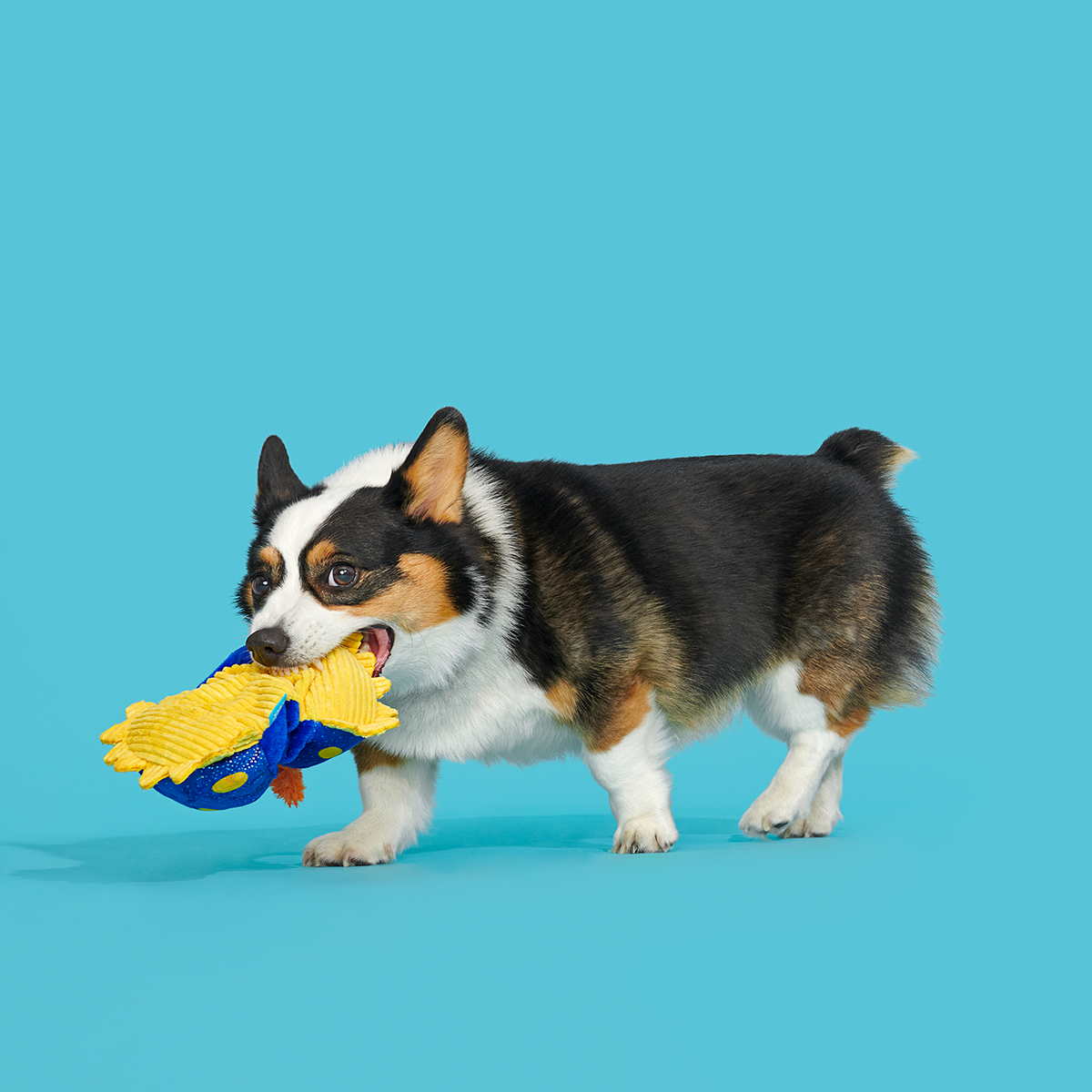 CeCe Slug Plush Tug Dog Toy