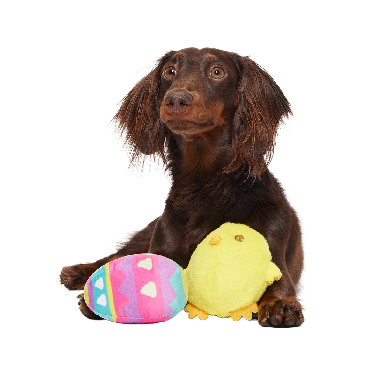 Chickie Poo Plush Multi-Part + Fetch Dog Toy