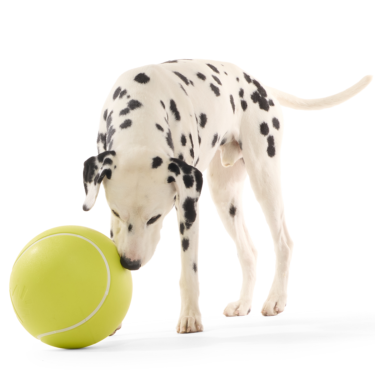 Chompianship Ball Super Chewer Durable Extra-Large + Fetch Dog Toy