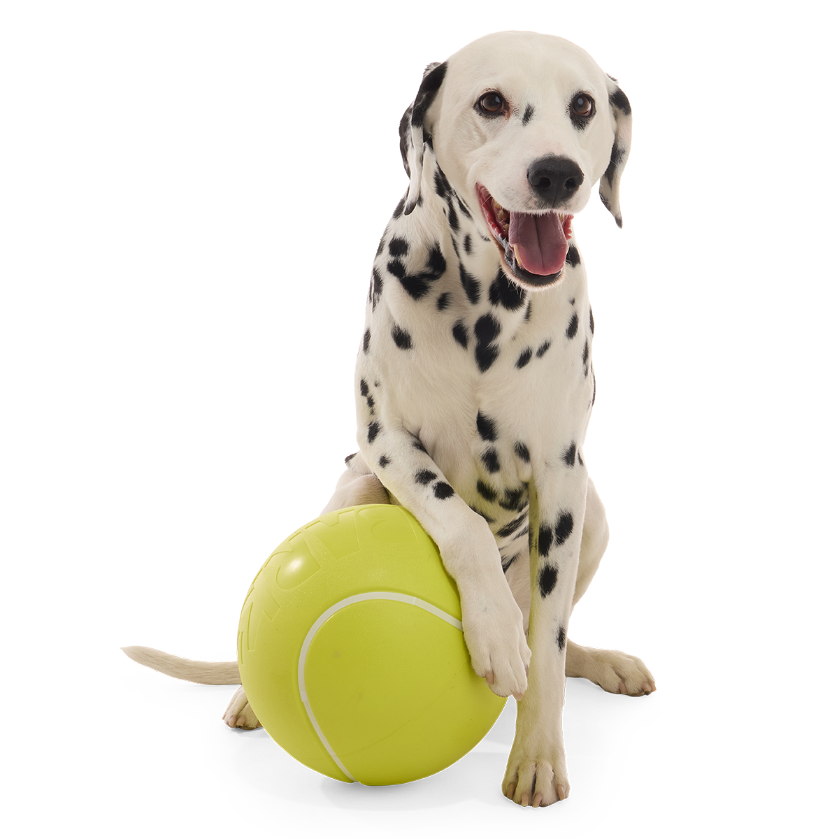 Chompianship Ball Super Chewer Durable Extra-Large + Fetch Dog Toy