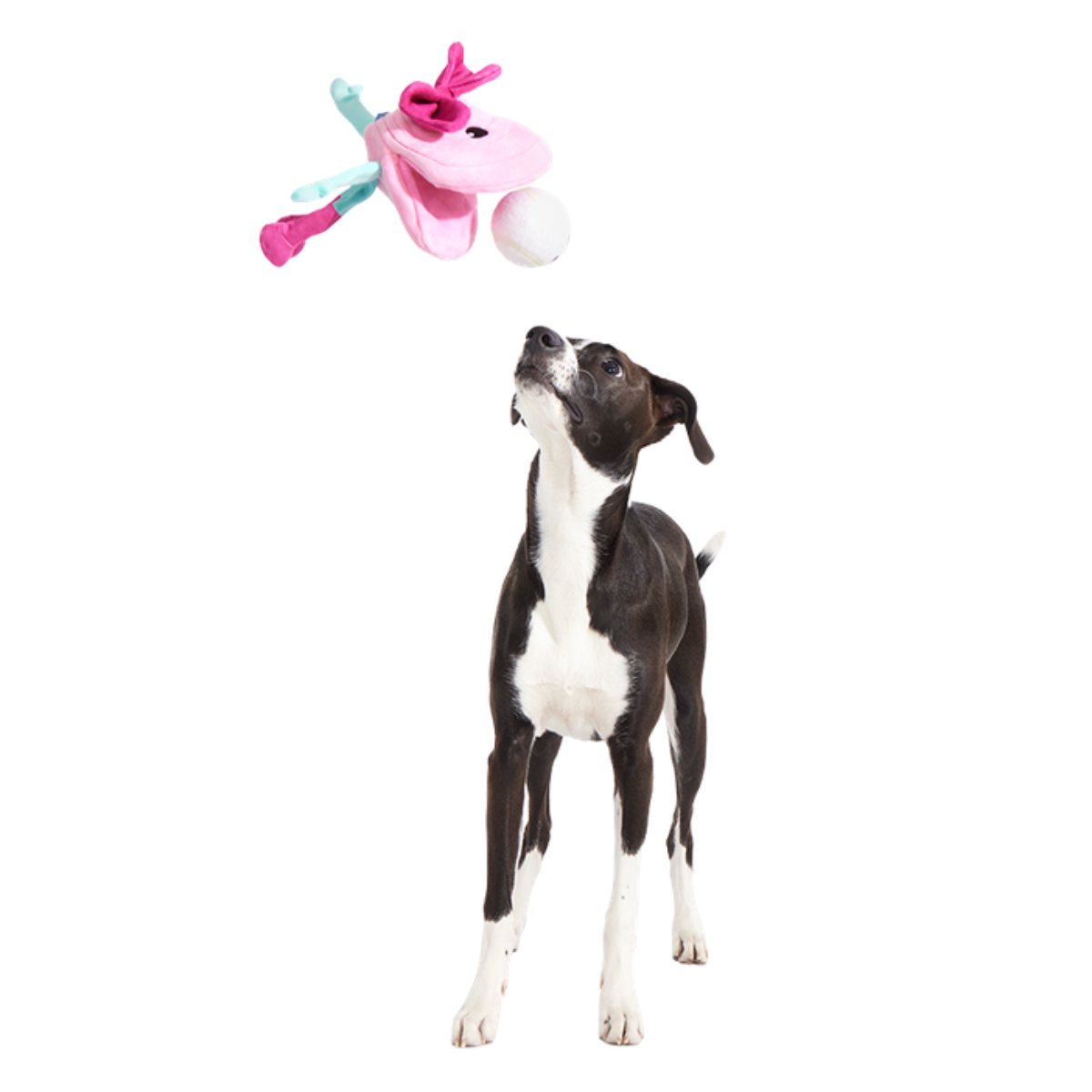 Clamantha Plush Multi-Part + Fetch Dog Toy