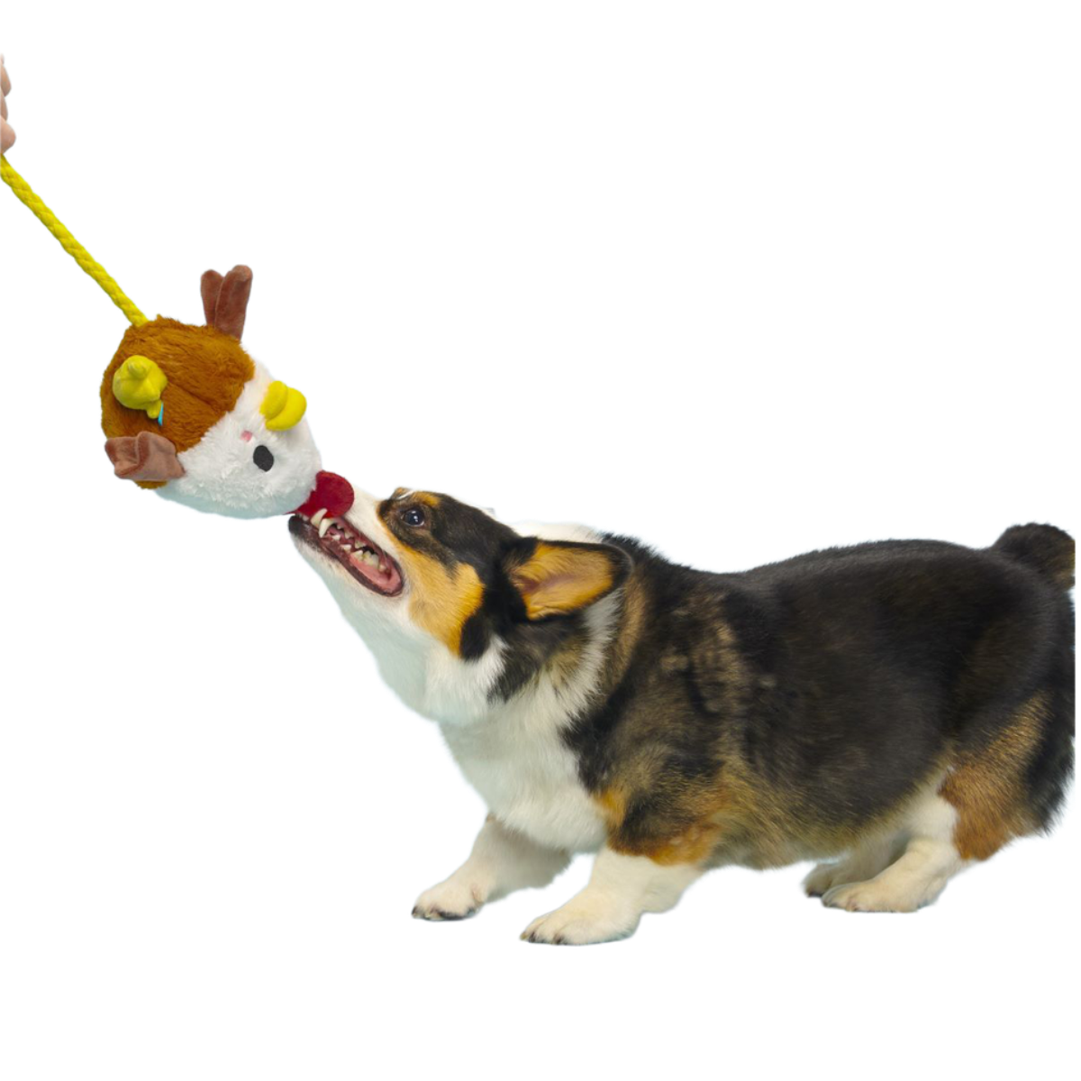 Cock-A-Doodle Dude Plush Tug + Fetch Dog Toy