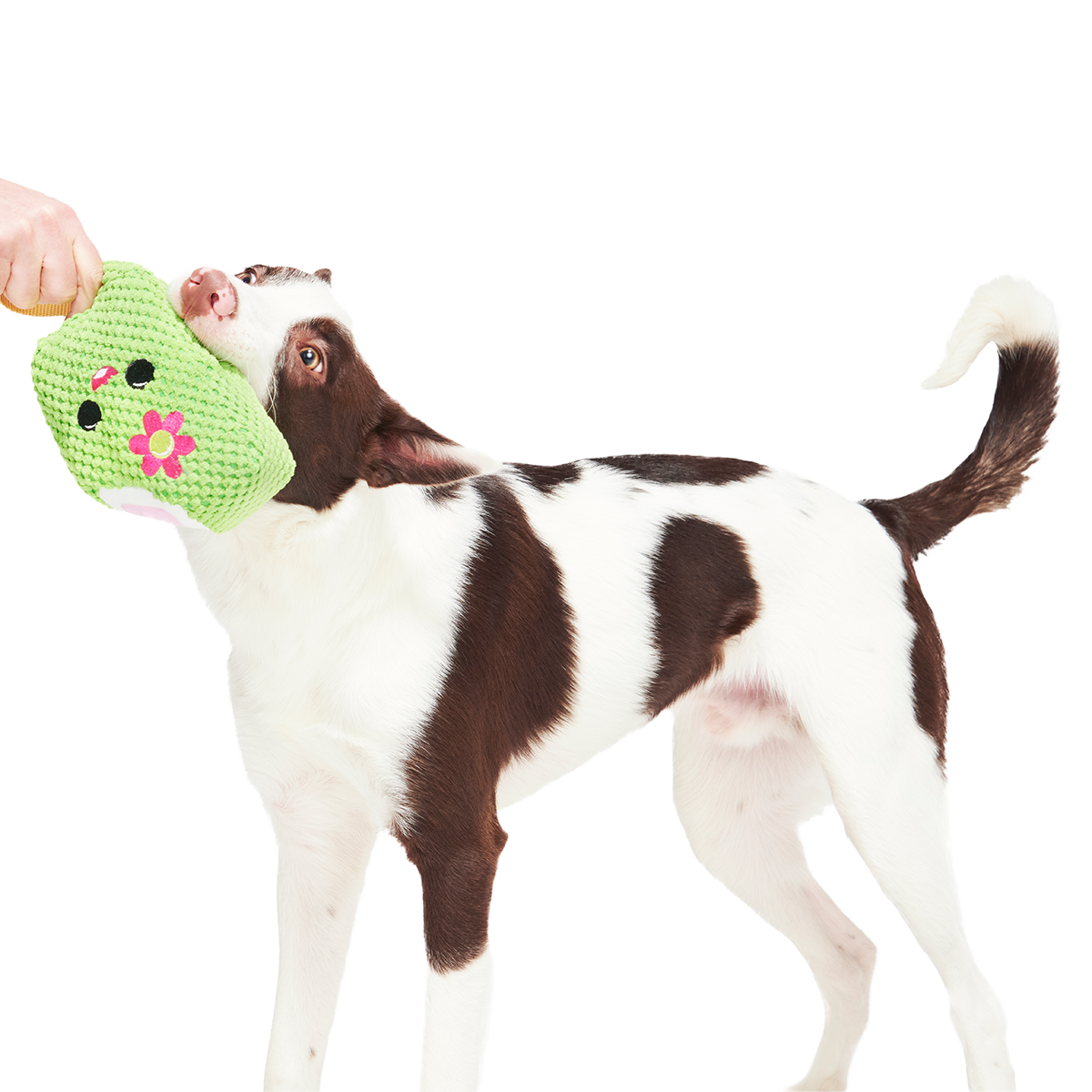 Consuela Pop Plush 2-in-1 + Tug Dog Toy