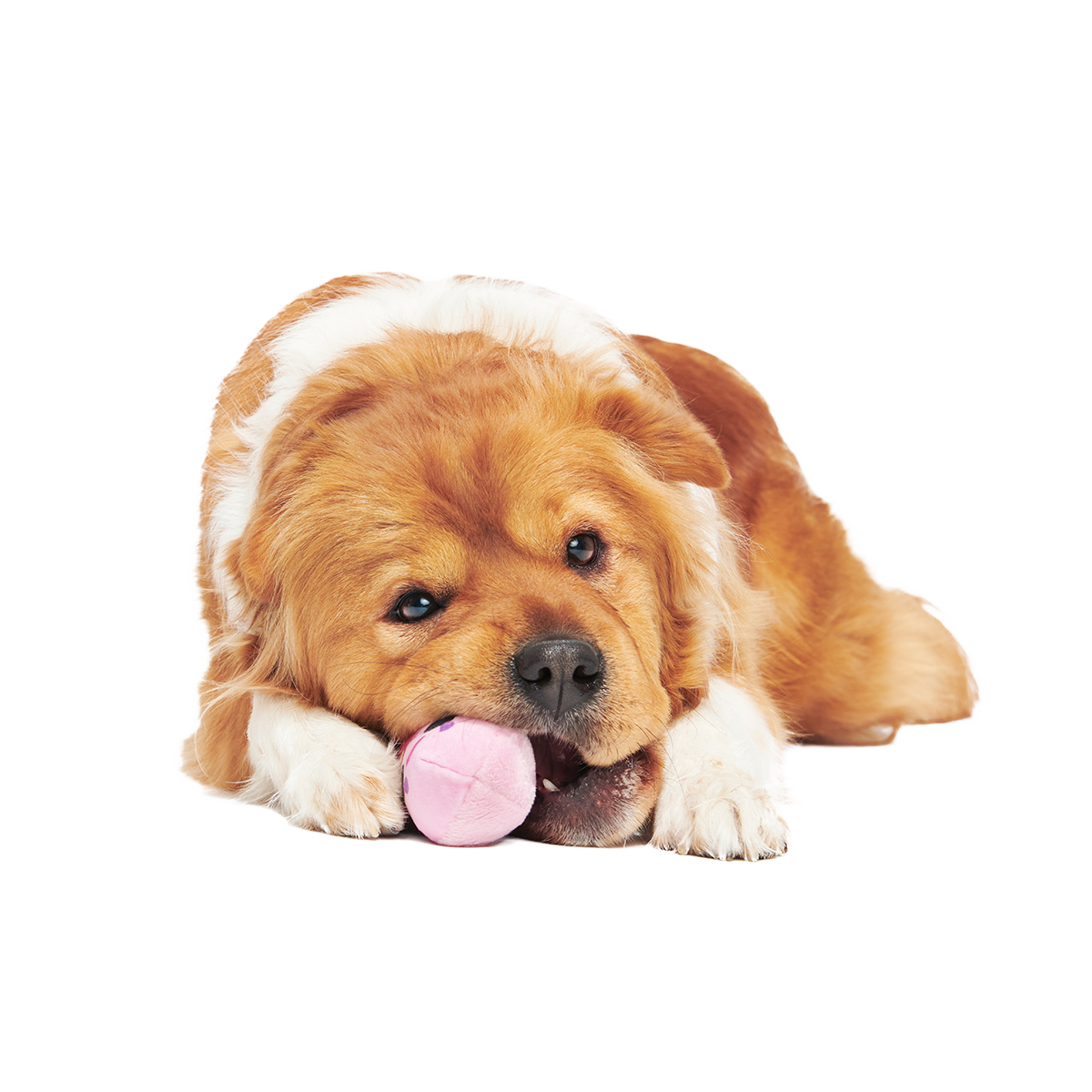 Consuela Pop Plush 2-in-1 + Tug Dog Toy