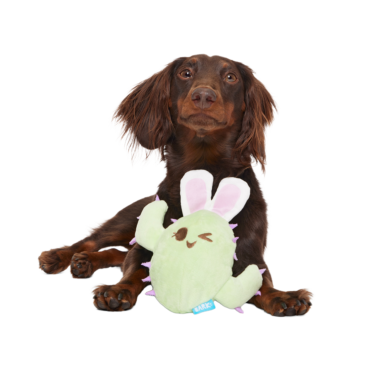 Consuela the Hoppy Cactus Plush 2-in-1 + Tug Dog Toy