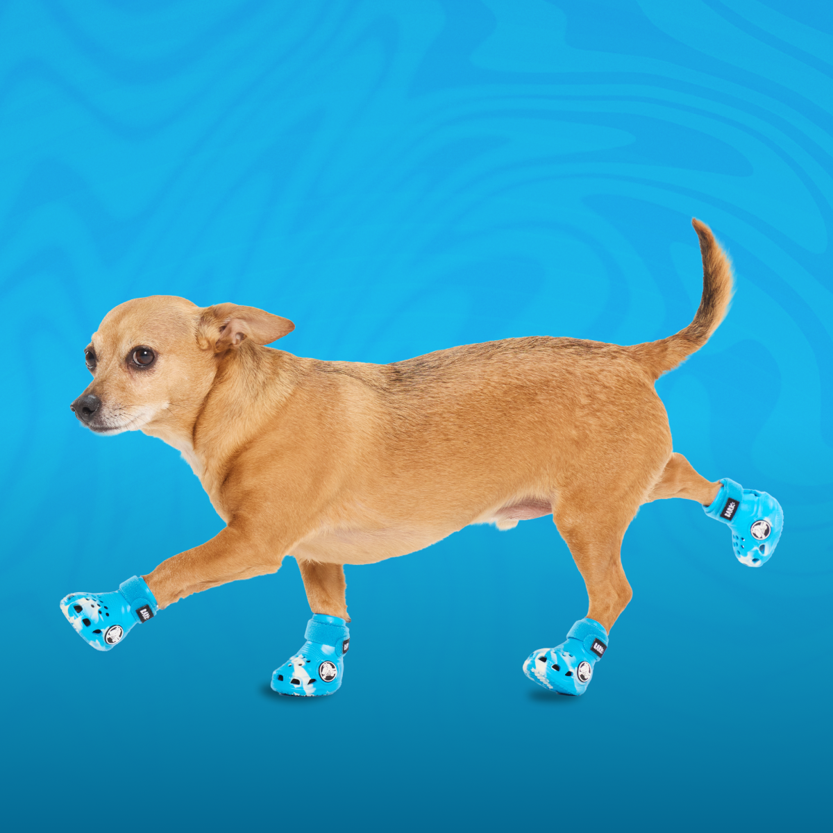 Crocs_-_Marina_-_Sm_Dog#Color_Marina