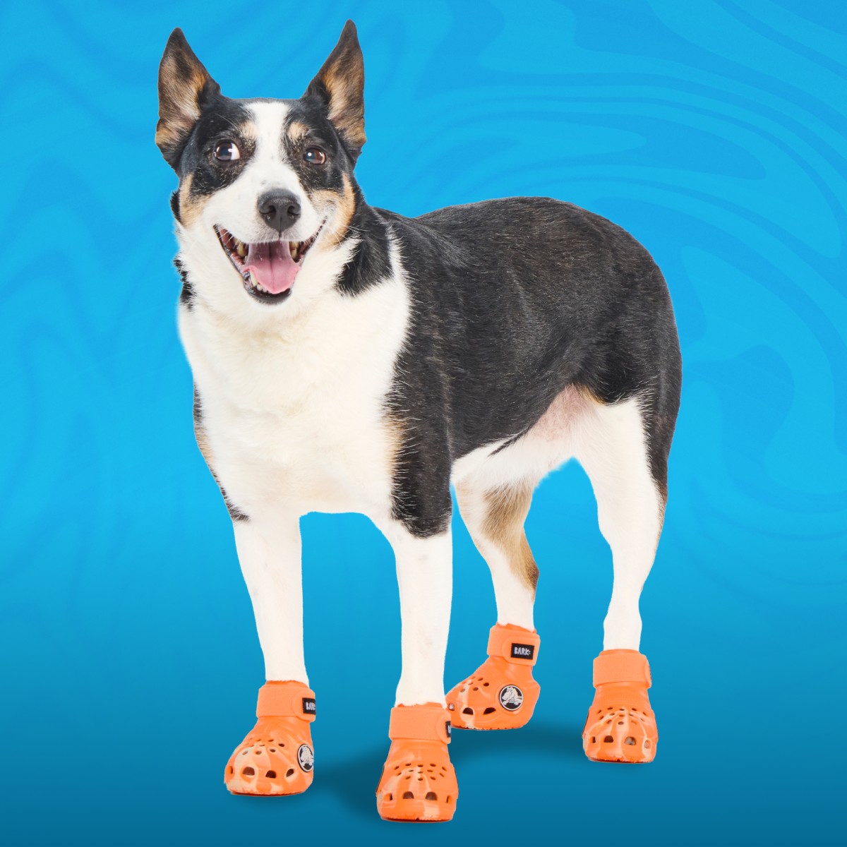 Crocs_-_Orange_-_Md_Dog#Color_Orange-Zing
