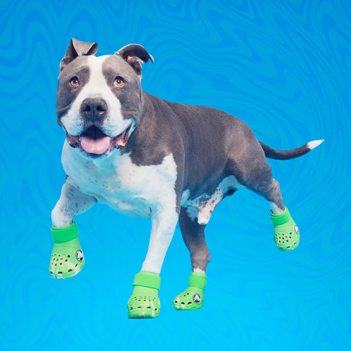 Crocs™ For Dogs#Color_Green Slime