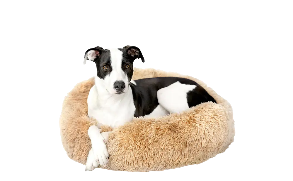 Dog Bed