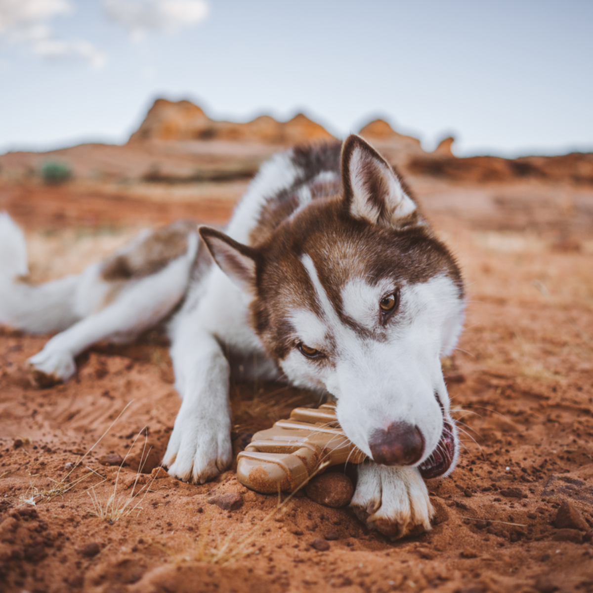 Bacon Glazed Pretzel Durable Super Chewer Gnaw Dog Toy