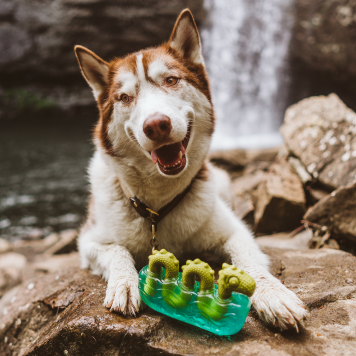 The Dogness Monster Super Chewer Durable Gnaw Dog Toy