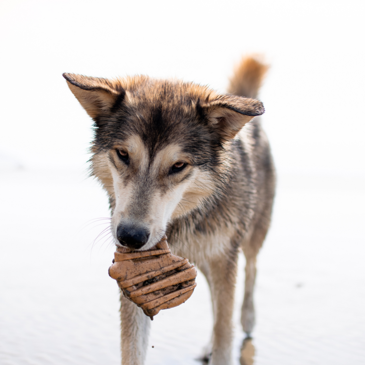 Bacon Glazed Pretzel Durable Super Chewer Gnaw Dog Toy