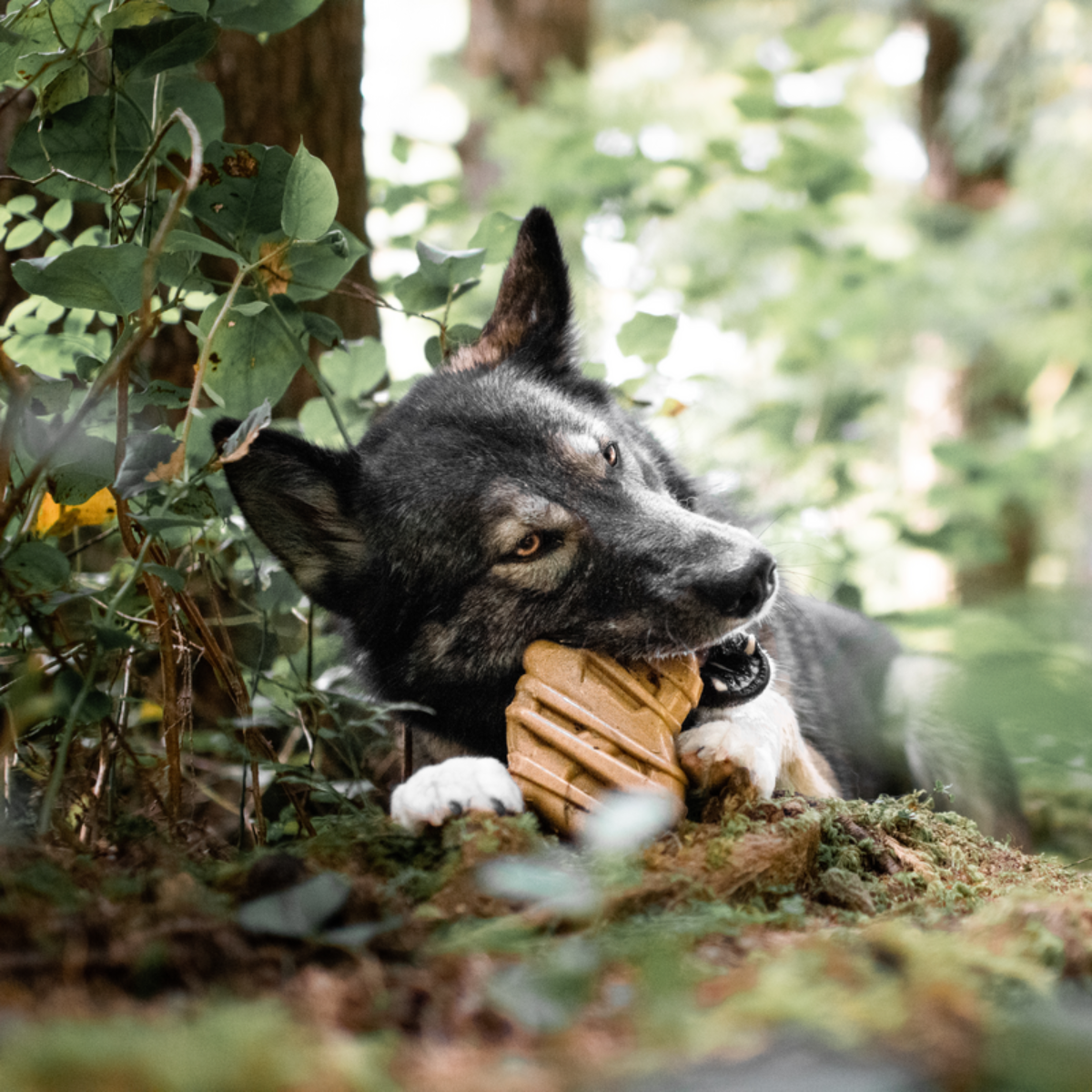 Bacon Glazed Pretzel Durable Super Chewer Gnaw Dog Toy