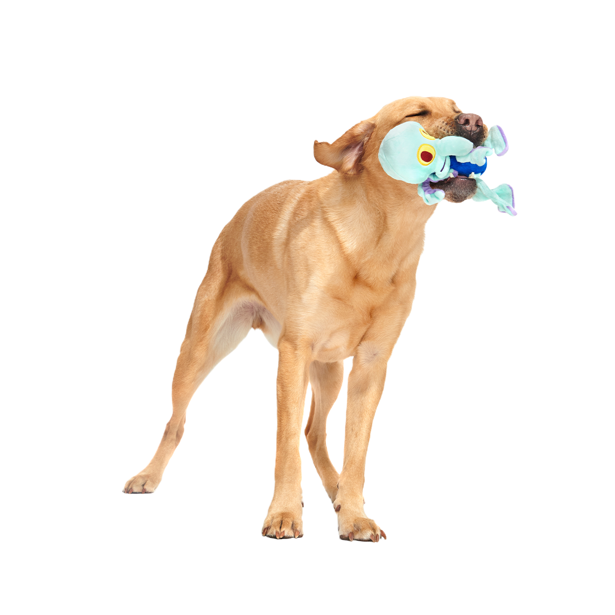 Dancing Squidward Plush Tug Dog Toy