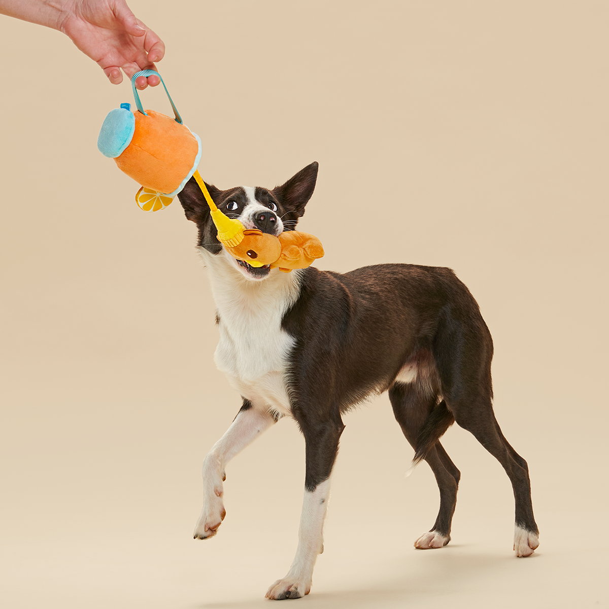 Cocktail Club, Plush Cocktail Monthly Dog Toys