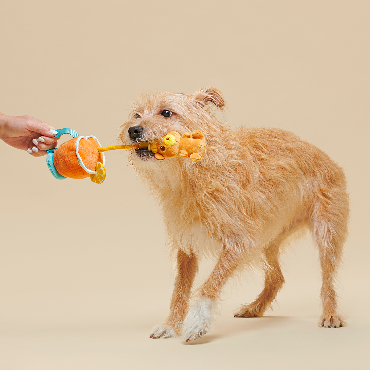 Cocktail Club, Plush Cocktail Monthly Dog Toys
