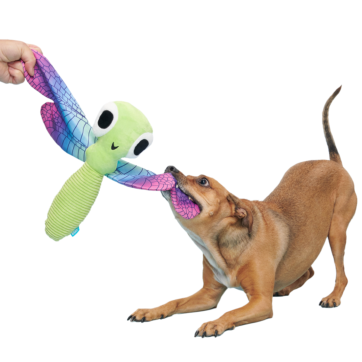 Dragonfly Guy Plush Extra-Large + Tug Dog Toy – BARK
