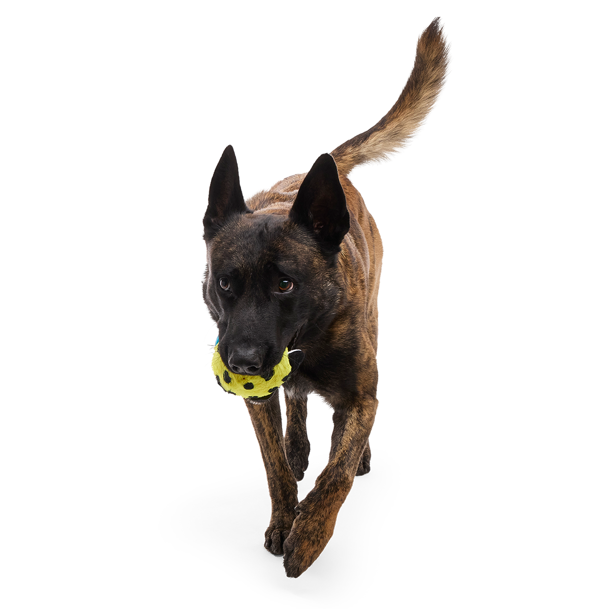 Duma Njaa Plush 3-in-1 + Fetch Dog Toy