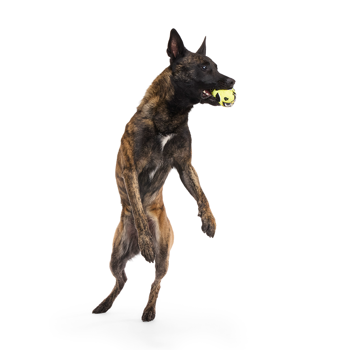 Duma Njaa Plush 3-in-1 + Fetch Dog Toy