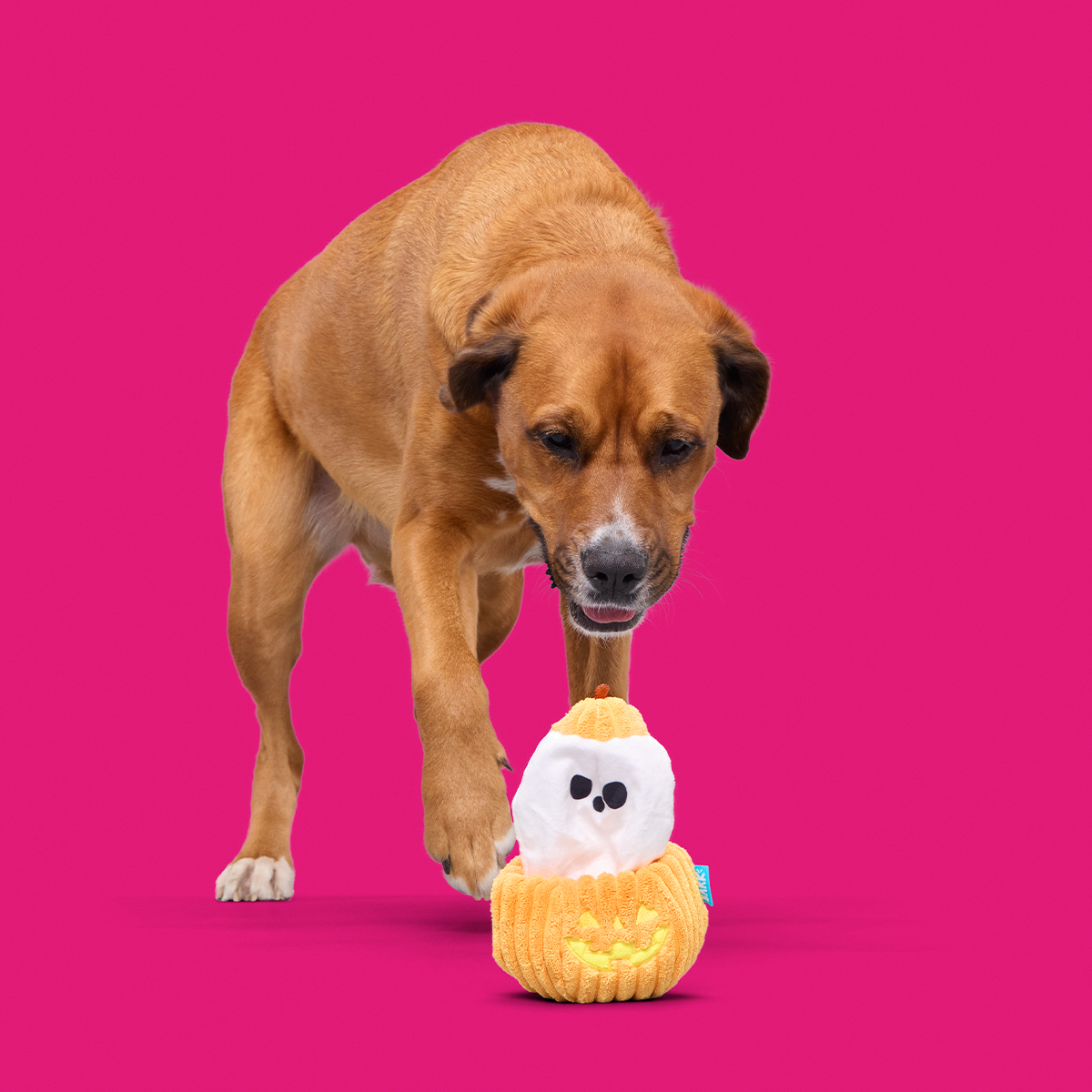 Eek-a-Boo Pumpkin Plush Enrichment Dog Toy