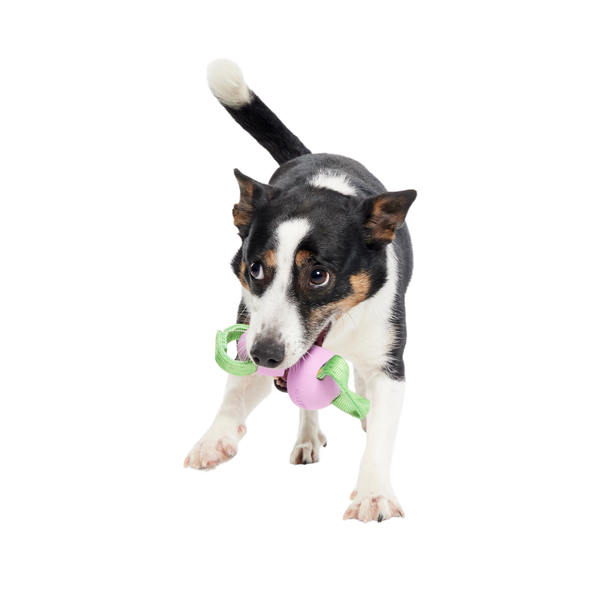 Egg-O-War Tug Super Chewer Durable Tug + Enrichment Dog Toy