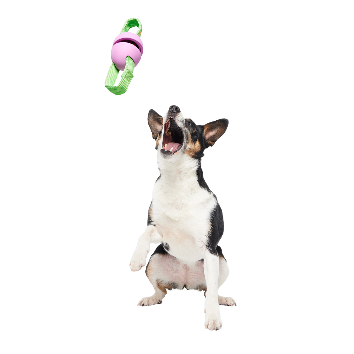 Egg-O-War Tug Super Chewer Durable Tug + Enrichment Dog Toy