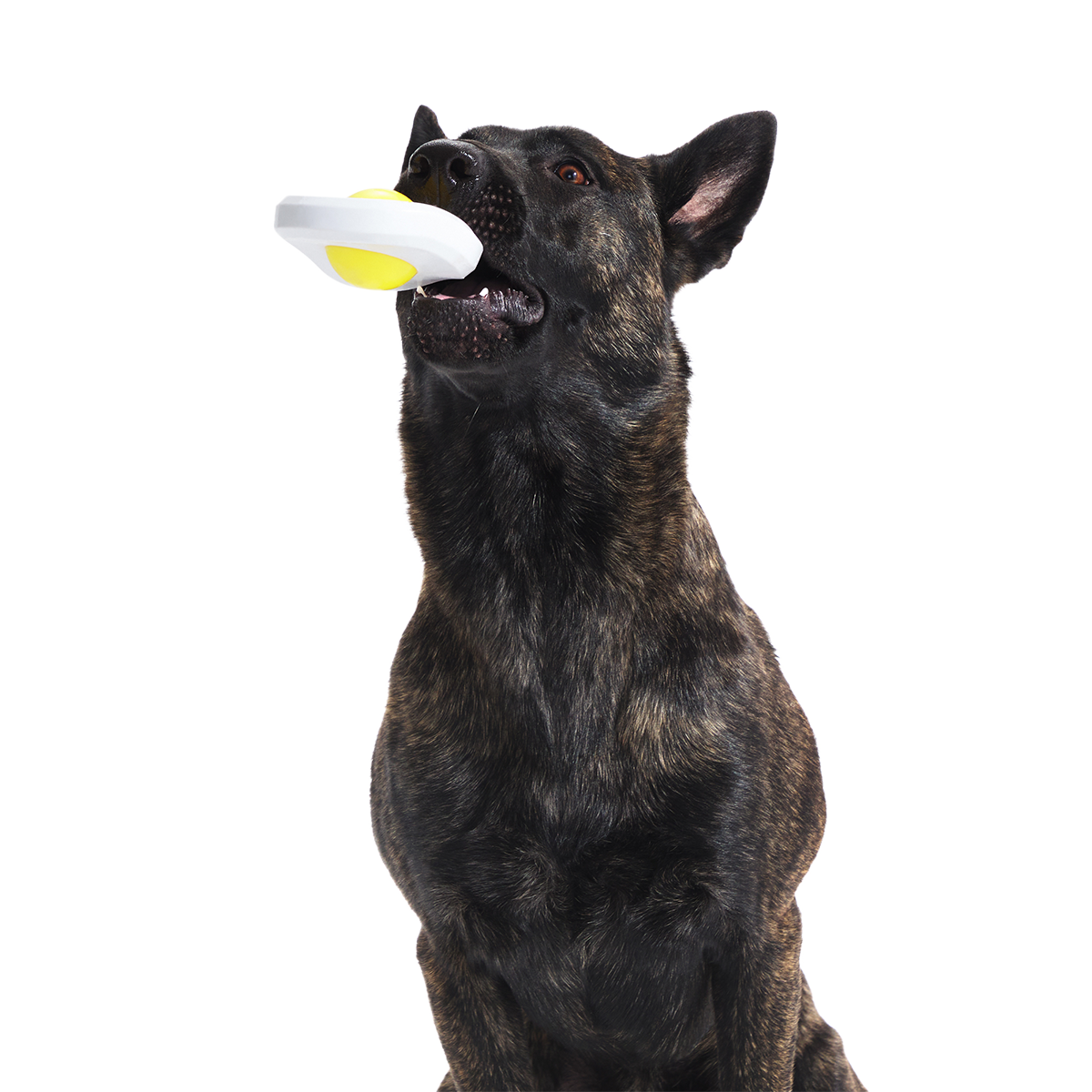 Egg Over Hard Super Chewer Durable Gnaw Dog Toy
