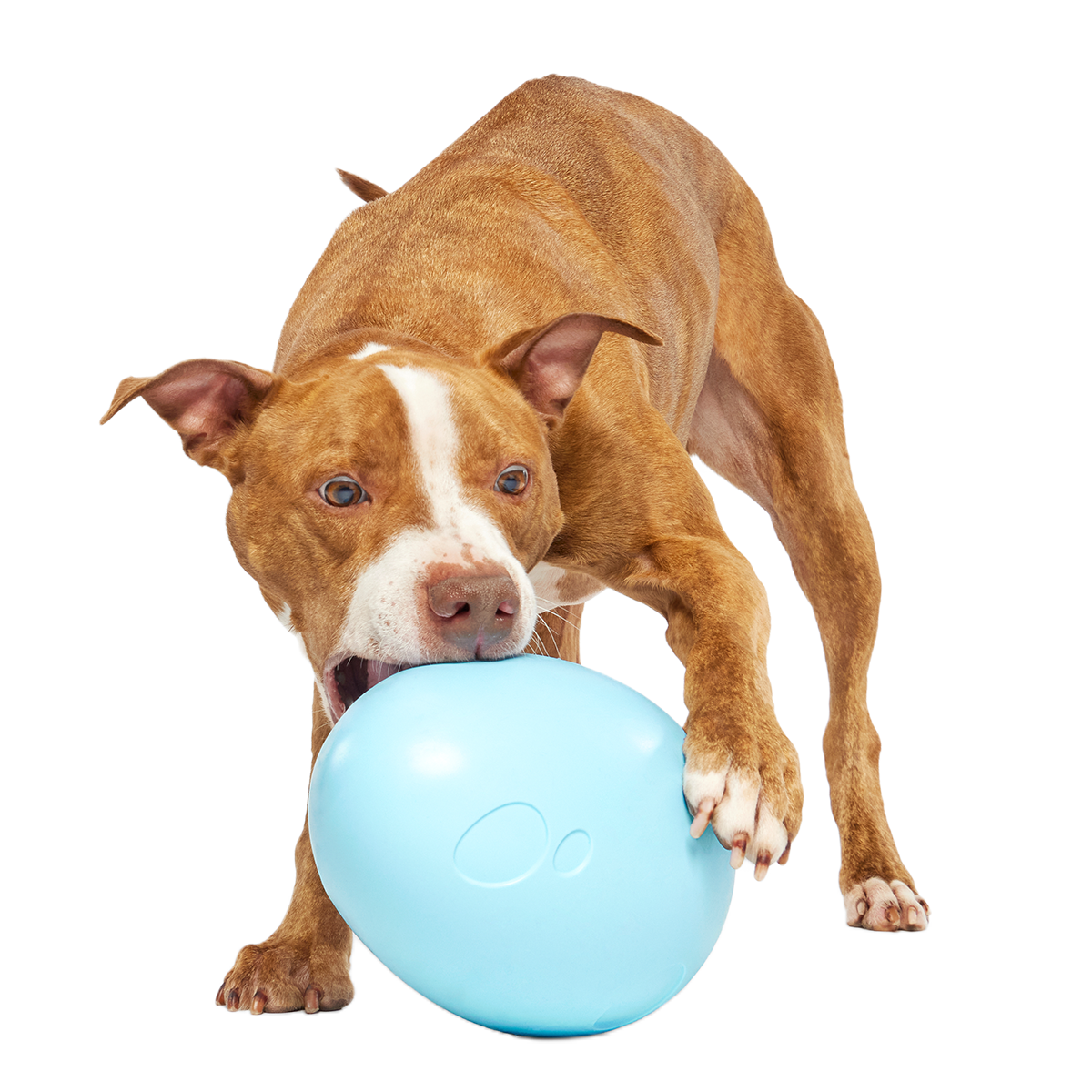 Eggstra Large Easter Egg Super Chewer Durable Extra-Large + Fetch Dog Toy