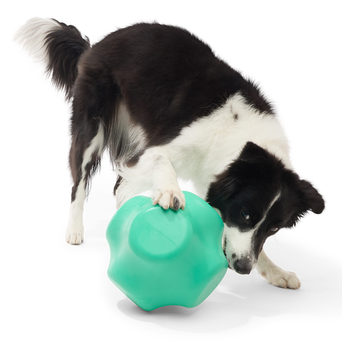 Evergreen Bolder Super Chewer Durable Gnaw Dog Toy