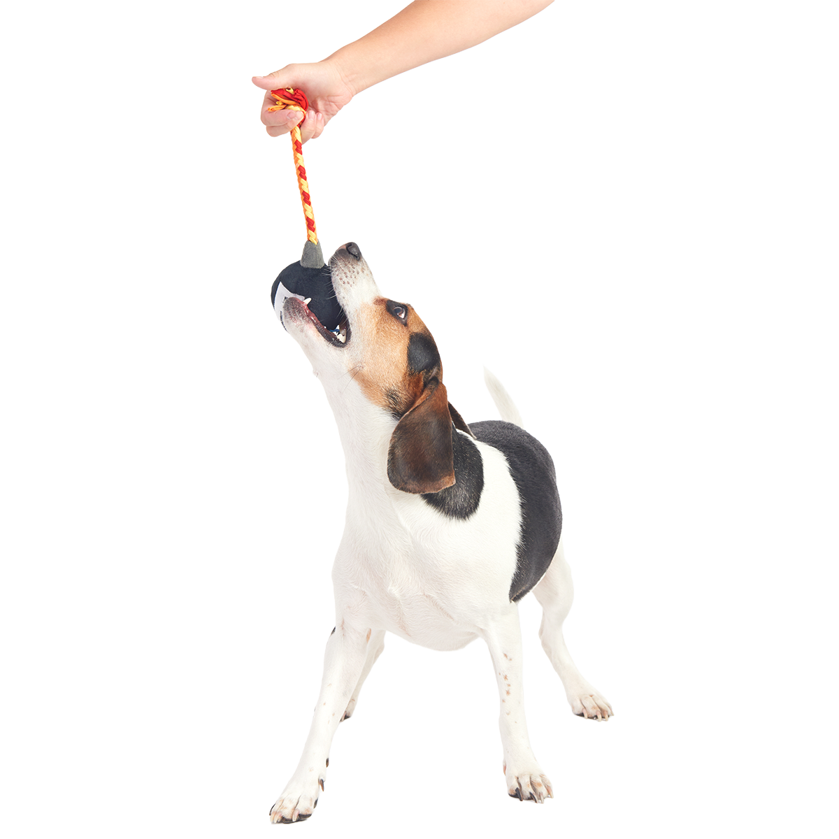 F Bomb Plush Tug Dog Toy