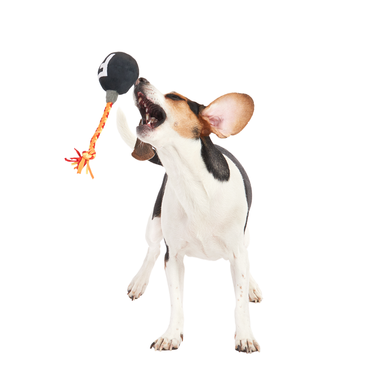 F Bomb Plush Tug Dog Toy