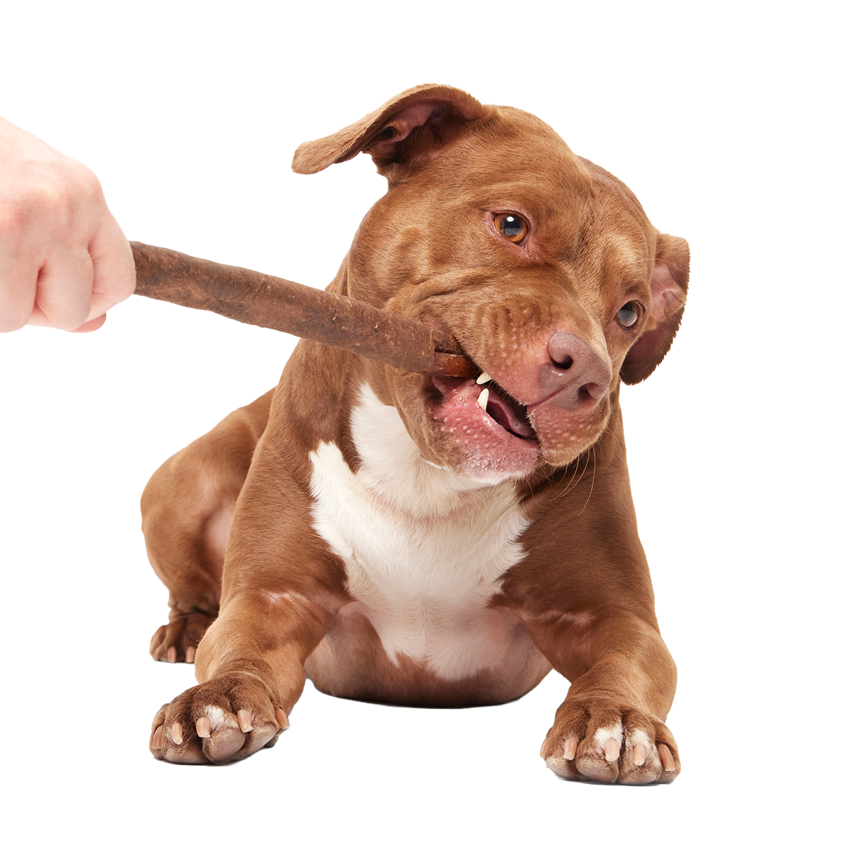 Beefy Chewin' Collagen Dog Chew, 12 inch