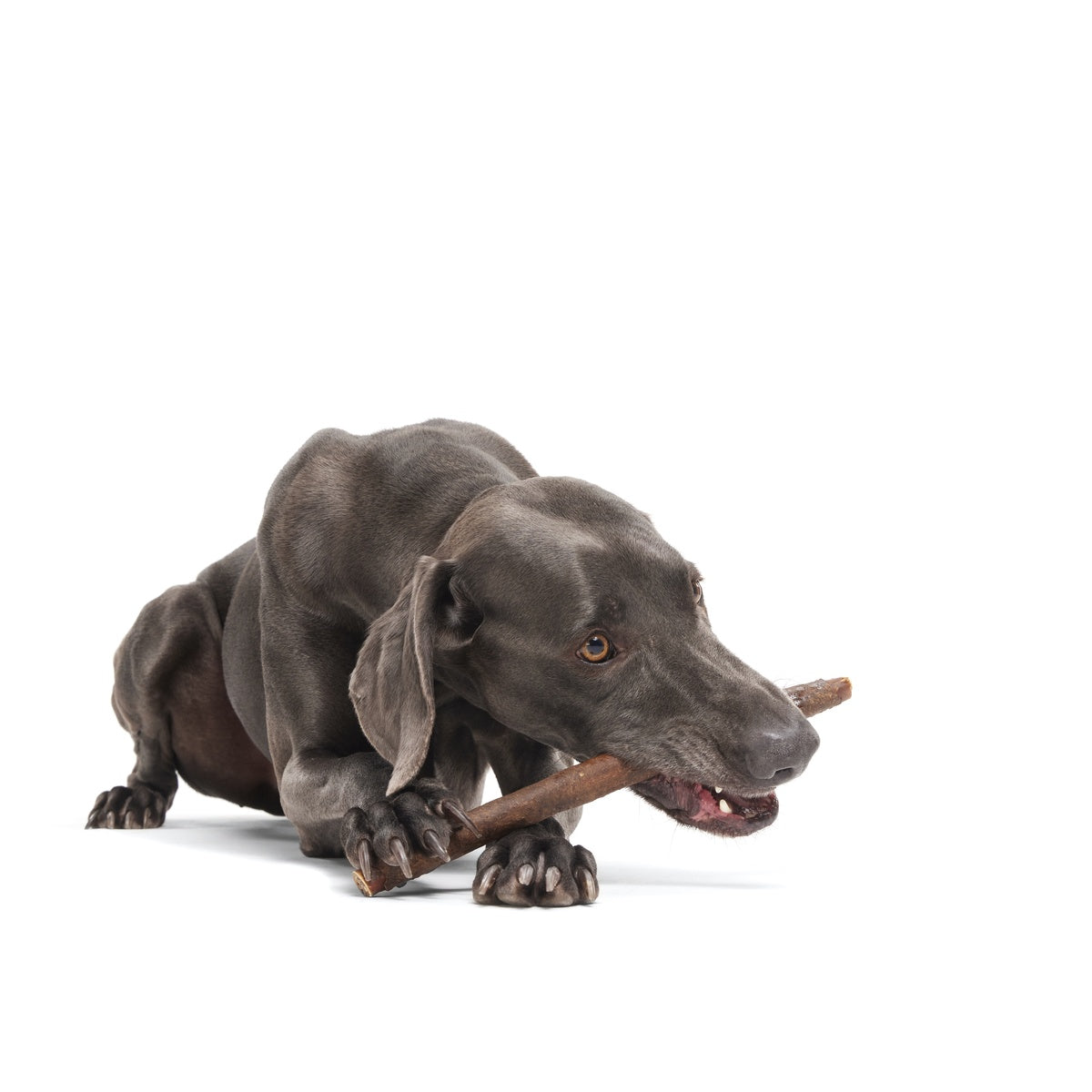 FOOD_215962_BEEF-WRAPPED-COLLAGEN-STICK-12-INCH_SHERLOCK_0261_cropped#Size_12 inch