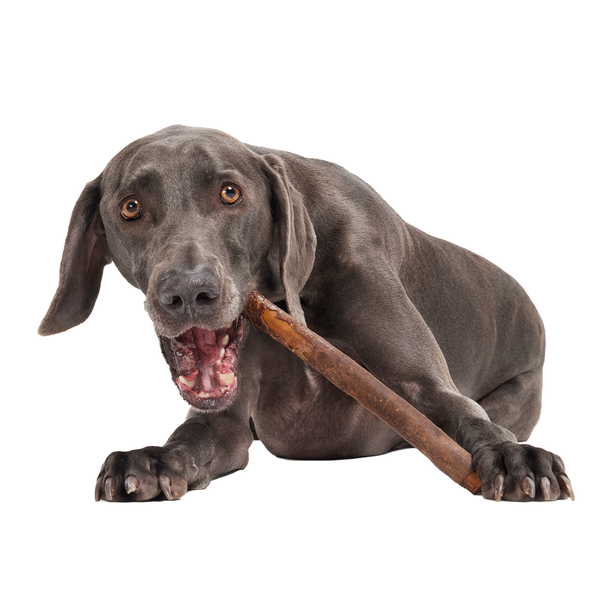 Beefy Chewin' Collagen Dog Chew, 12 inch