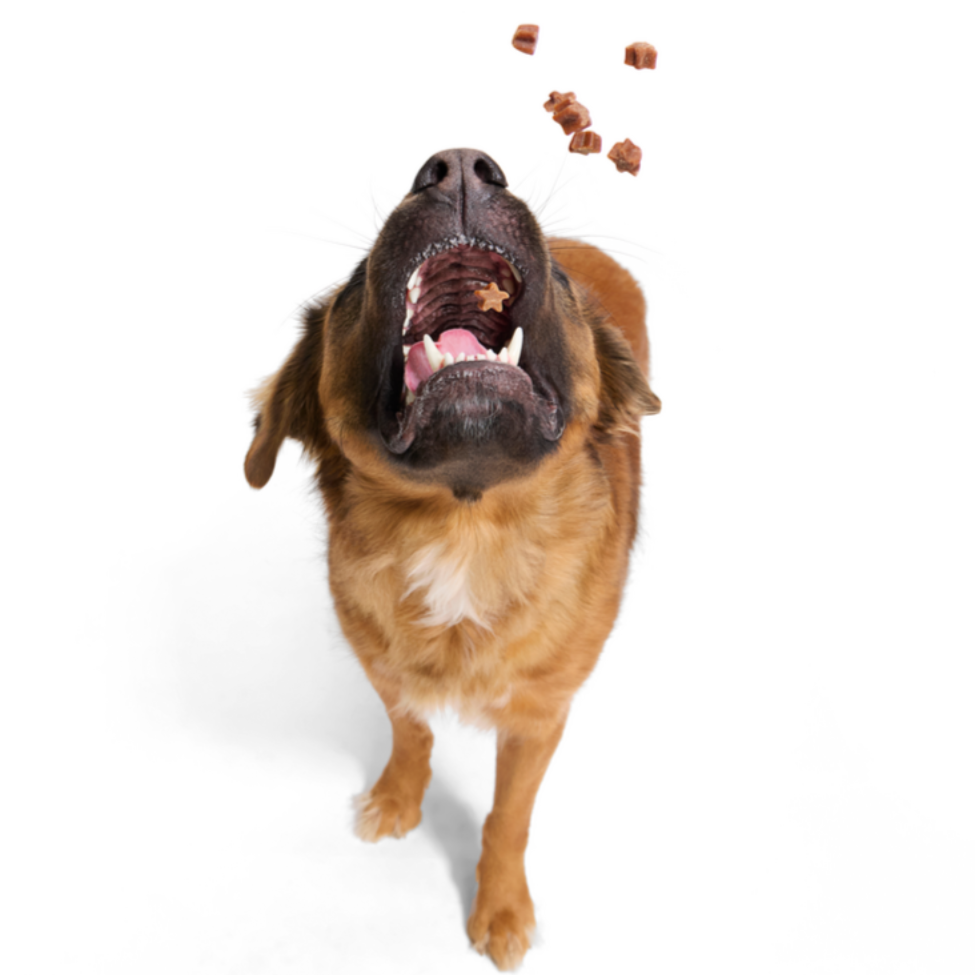 Clucky Lil' Starz Chicken Soft & Chewy Training Dog Treats, 6 oz