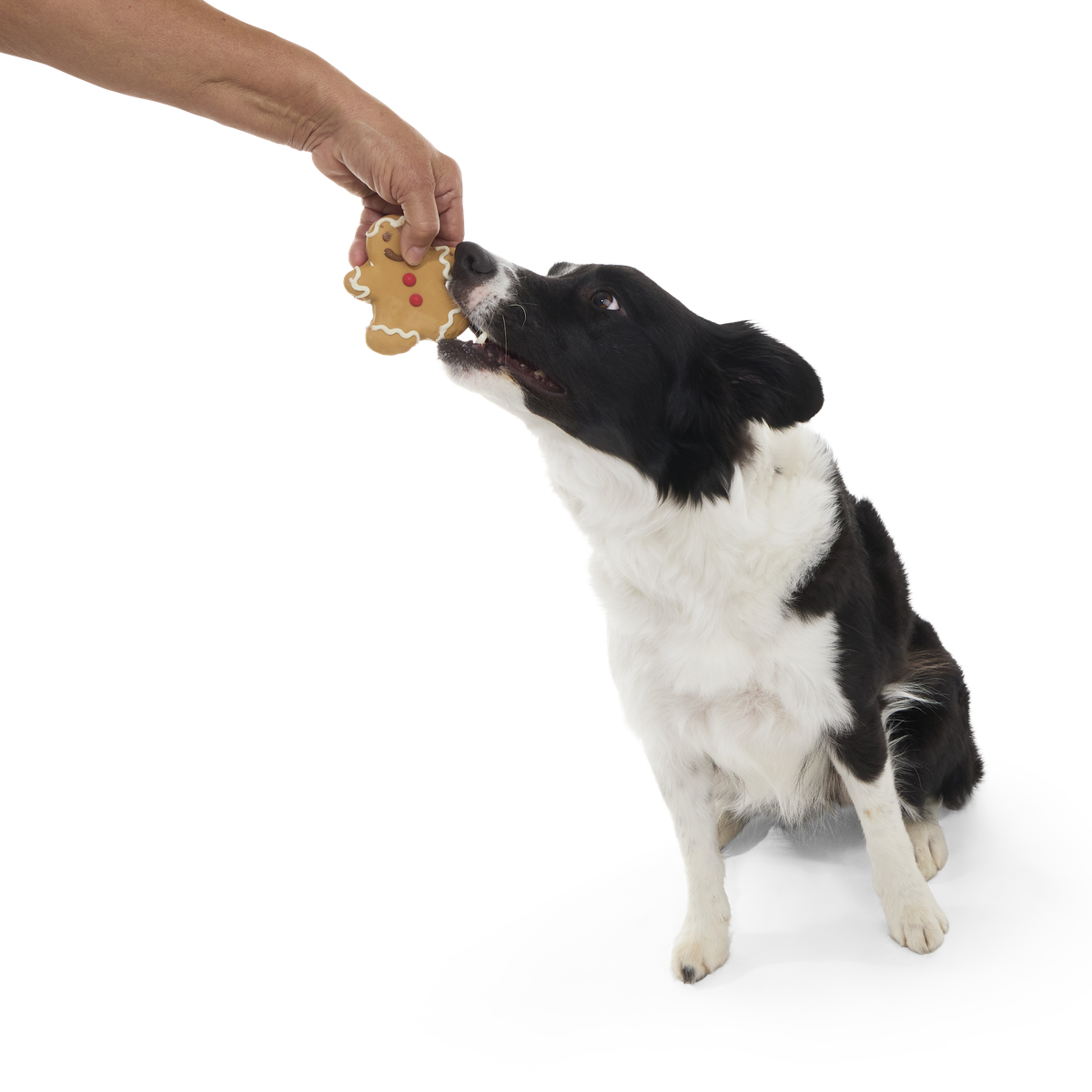 Gingerbark Man Cookie