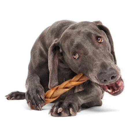 dog with braided chew