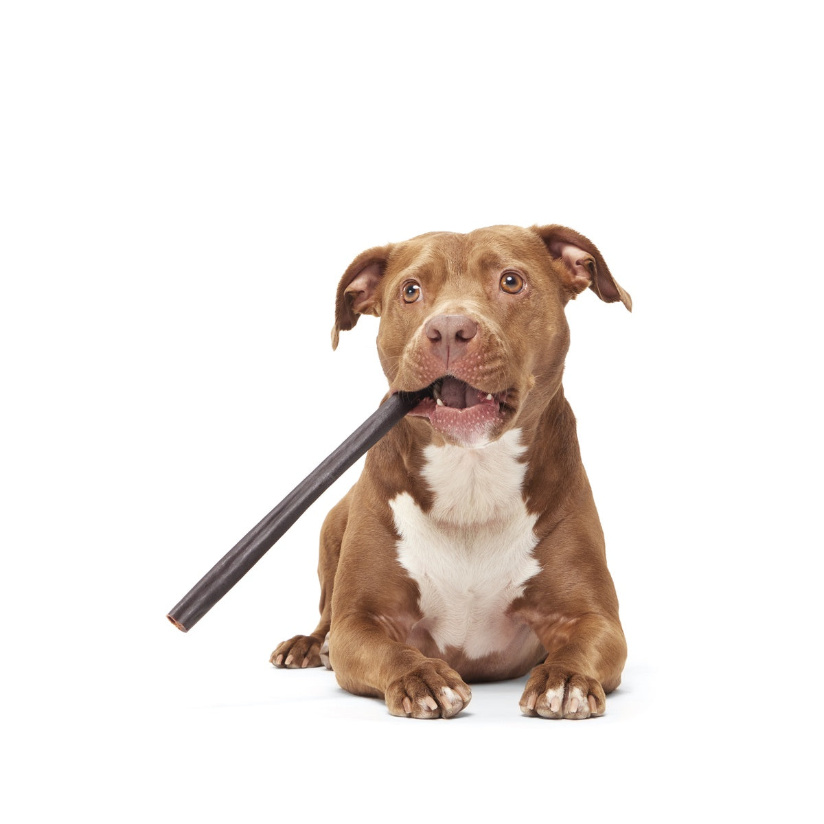 FOOD_ORIGINAL-COLLAGEN-CHEW-12-INCH_GINGER_0772_cropped#Size_12 inch