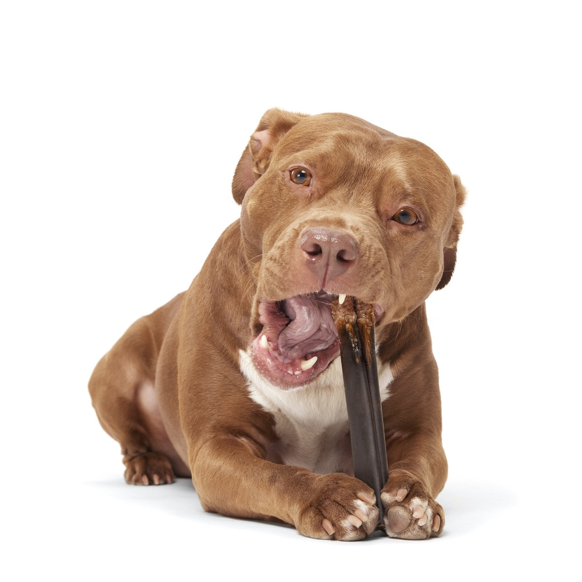 FOOD_ORIGINAL-COLLAGEN-CHEW-6-INCH_GINGER_1287_cropped#Size_6 inch