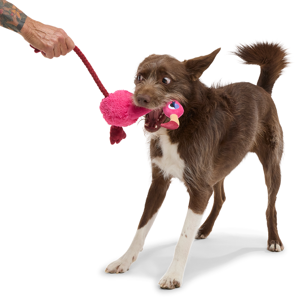 Fahari Flamingo Plush Extra-Large + Tug Dog Toy