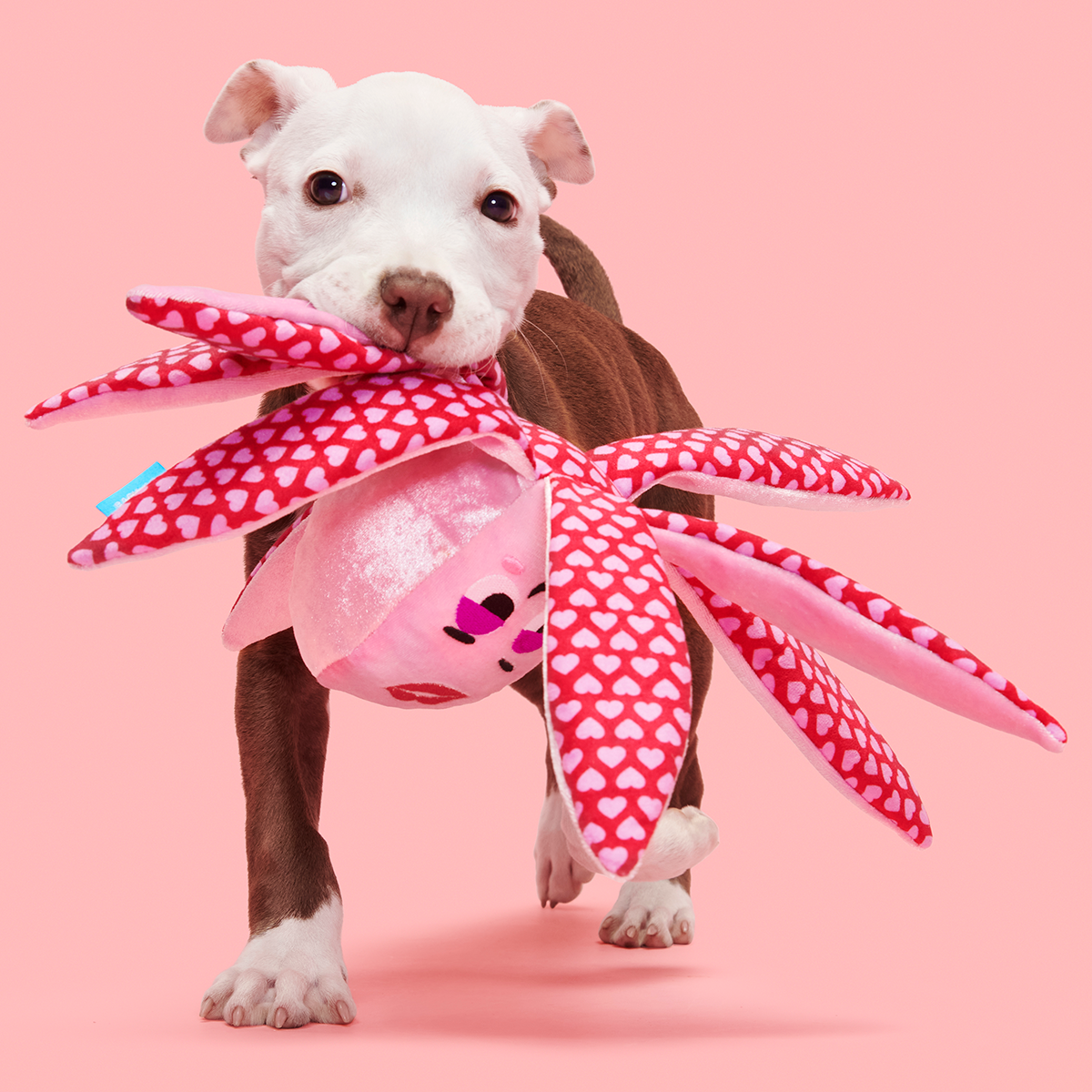 Ollie the Octopus Club