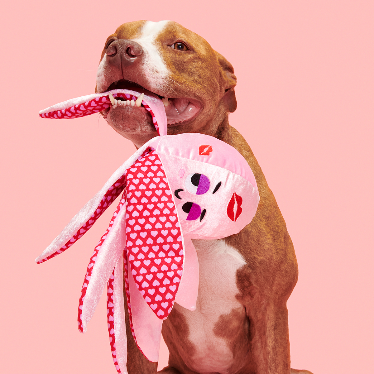 Ollie the Octopus Club