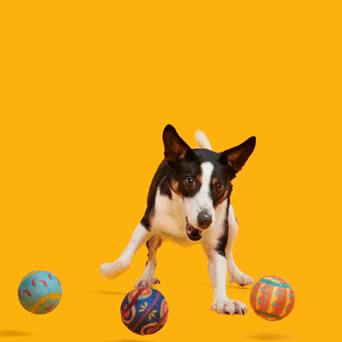 Fetch Mex Plush Multi-Part Fetch Dog Toy