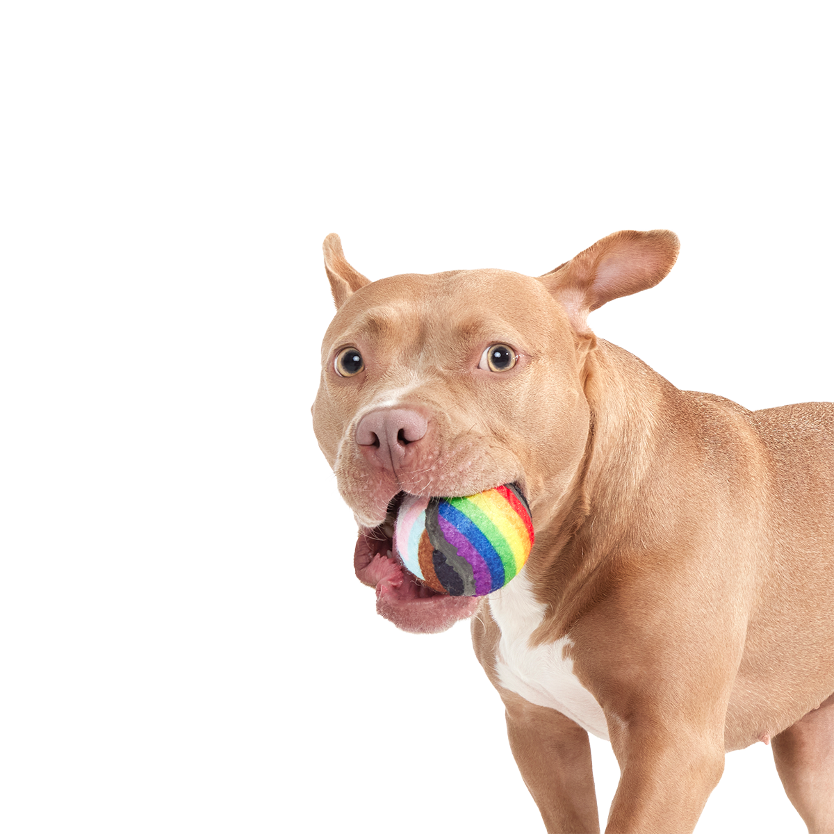 Fetch is Fetch Plush Multi-Part Dog Toy