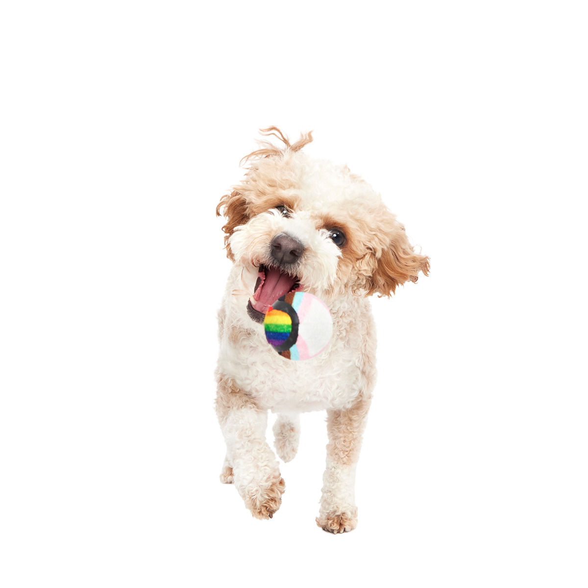 Fetch is Fetch Plush Multi-Part Dog Toy