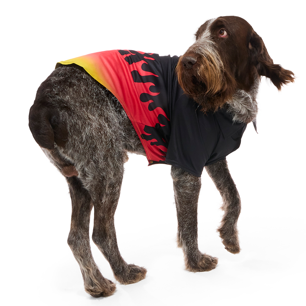 Flame Broiled Button-Down Dog Shirt#Size_XL